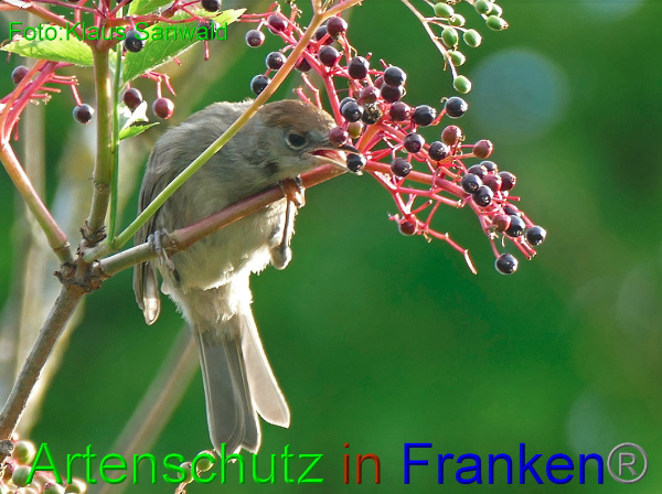 Copyright AiF Klaus Sanwald Bild zum Eintrag (94157-160)