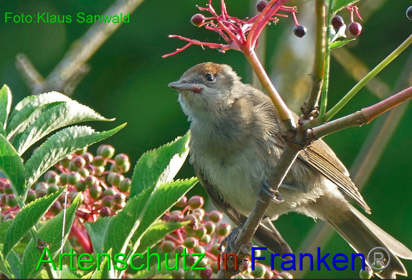 Copyright AiF Klaus Sanwald Bild zum Eintrag (94158-160)