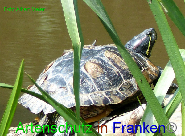 Copyright AiF Albert Meier Bild zum Eintrag (94161-160)