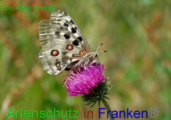 Copyright AiF Klaus Sanwald Bild zum Eintrag (94163-160)