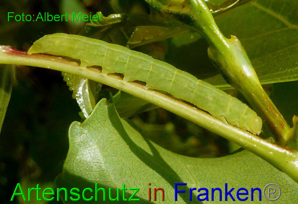 Copyright AiF Albert Meier Bild zum Eintrag (94168-160)