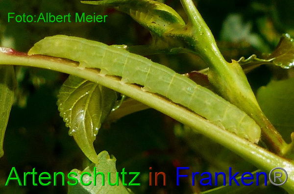 Copyright AiF Albert Meier Bild zum Eintrag (94169-160)