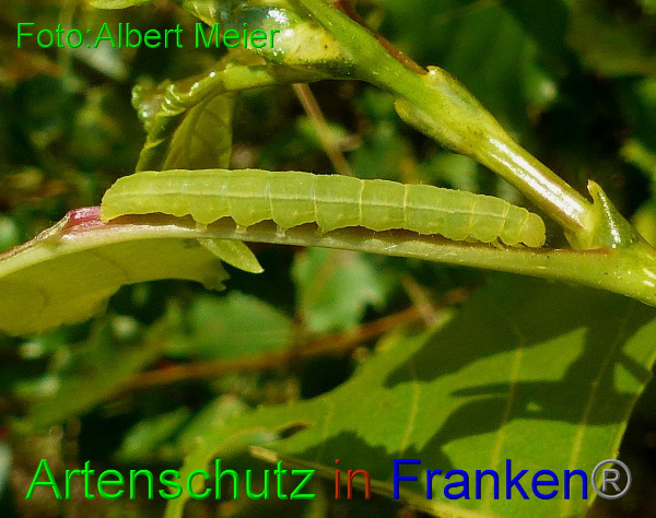 Copyright AiF Albert Meier Bild zum Eintrag (94170-160)