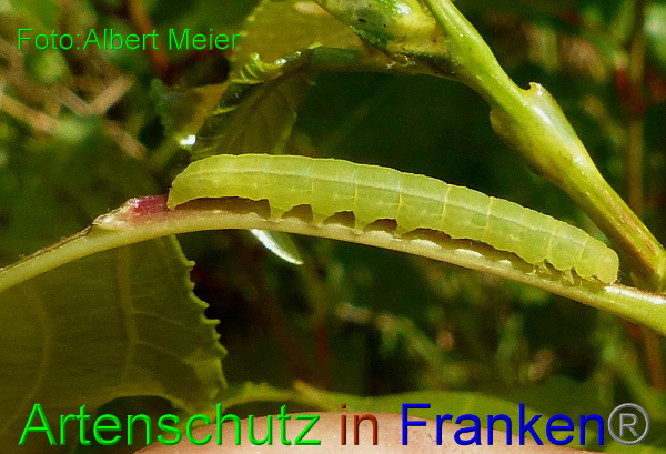Copyright AiF Albert Meier Bild zum Eintrag (94172-160)