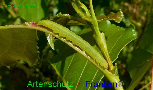 Copyright AiF Albert Meier Bild zum Eintrag (94173-160)