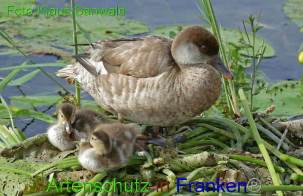 Copyright AiF - Klaus Sanwald Bild zum Eintrag (94211-160)