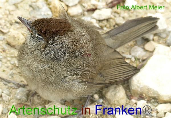 Copyright AiF - Albert Meier Bild zum Eintrag (94495-160)