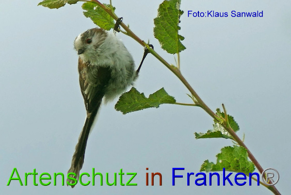 Copyright AiF - Klaus Sanwald Bild zum Eintrag (94668-160)