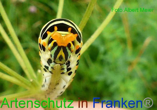 Copyright AiF - Albert Meier Bild zum Eintrag (94686-160)