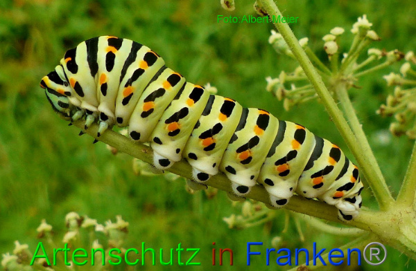 Copyright AiF - Albert Meier Bild zum Eintrag (94687-160)