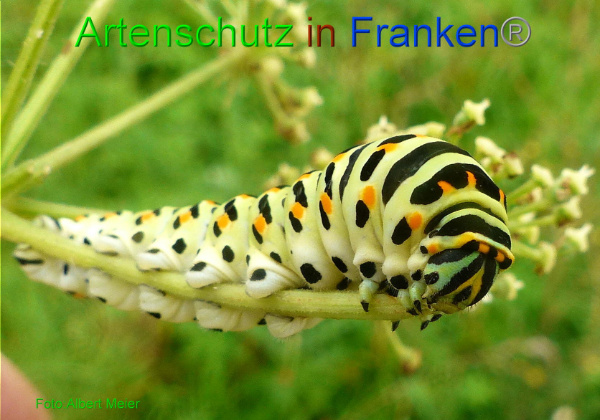 Copyright AiF - Albert Meier Bild zum Eintrag (94688-160)