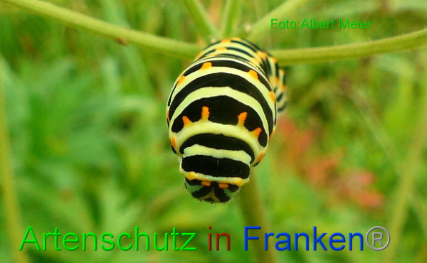Copyright AiF - Albert Meier Bild zum Eintrag (94689-160)