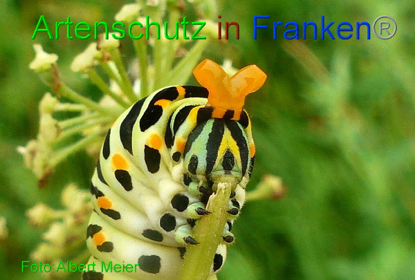 Copyright AiF - Albert Meier Bild zum Eintrag (94690-160)