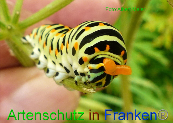 Copyright AiF - Albert Meier Bild zum Eintrag (94691-160)
