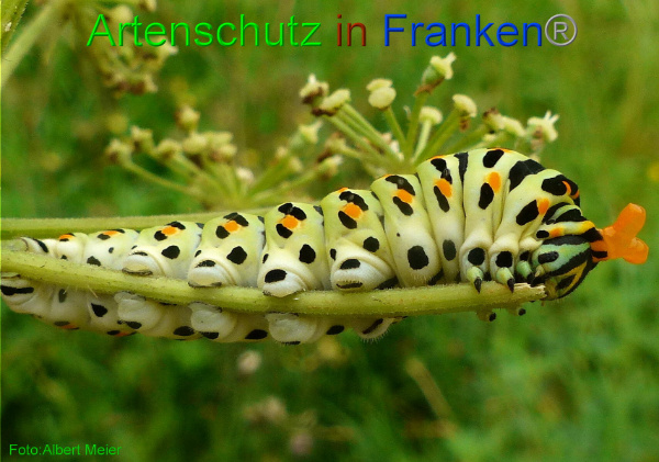 Copyright AiF - Albert Meier Bild zum Eintrag (94692-160)