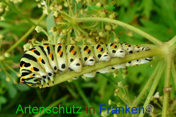 Copyright AiF - Albert Meier Bild zum Eintrag (94694-160)