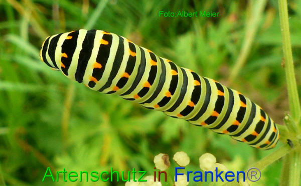 Copyright AiF - Albert Meier Bild zum Eintrag (94695-160)
