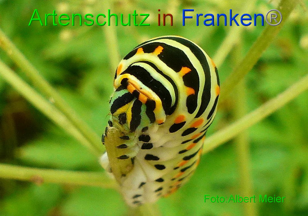 Copyright AiF - Albert Meier Bild zum Eintrag (94697-160)