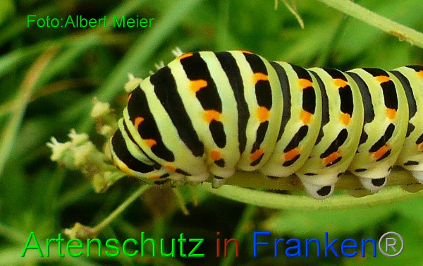 Copyright AiF - Albert Meier Bild zum Eintrag (94699-160)