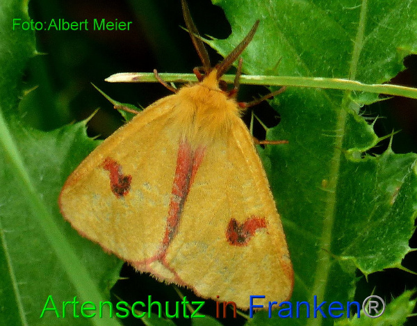Copyright AiF - Albert Meier Bild zum Eintrag (94702-160)