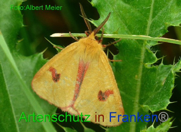 Copyright AiF - Albert Meier Bild zum Eintrag (94703-160)