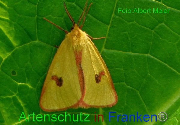 Copyright AiF - Albert Meier Bild zum Eintrag (94704-160)