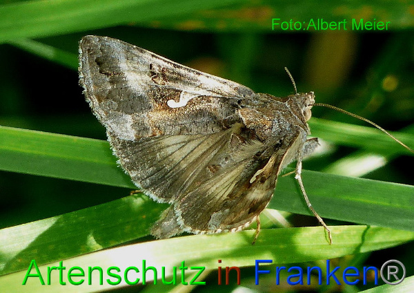 Copyright AiF - Albert Meier Bild zum Eintrag (94706-160)
