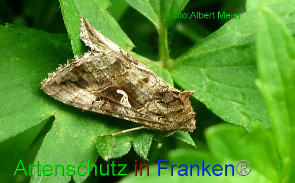 Copyright AiF - Albert Meier Bild zum Eintrag (94708-160)
