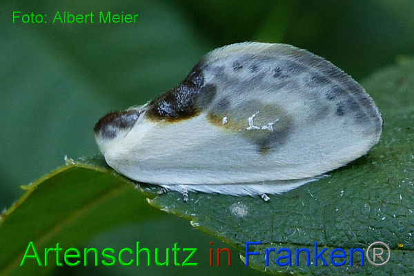 Copyright AiF - Albert Meier Bild zum Eintrag (94842-160)
