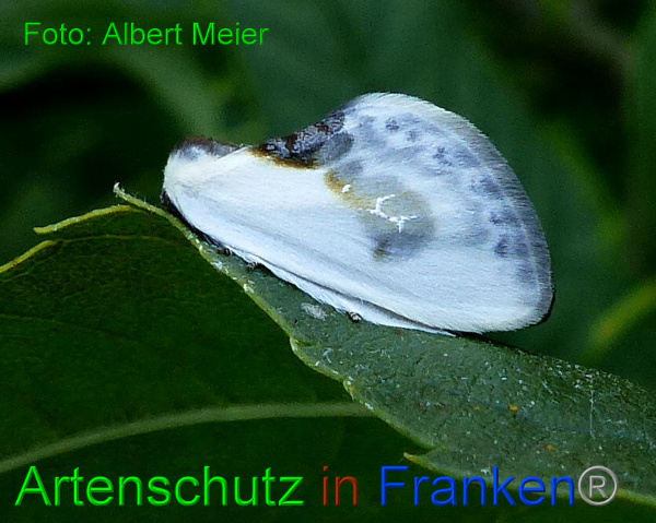 Copyright AiF - Albert Meier Bild zum Eintrag (94843-160)