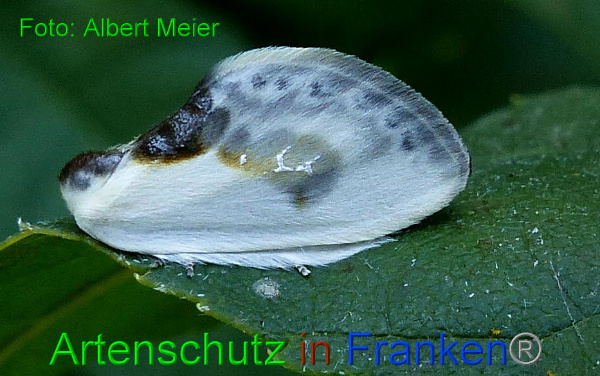Copyright AiF - Albert Meier Bild zum Eintrag (94844-160)
