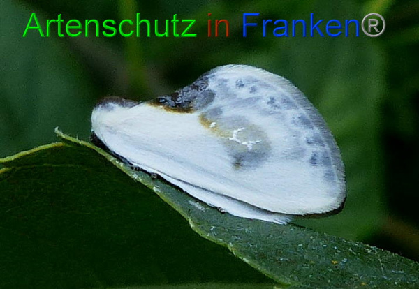 Copyright AiF - Albert Meier Bild zum Eintrag (94845-160)