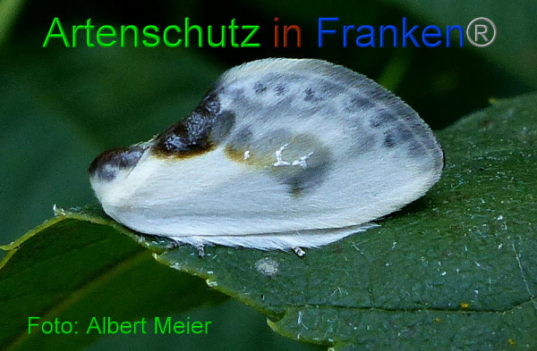 Copyright AiF - Albert Meier Bild zum Eintrag (94846-160)