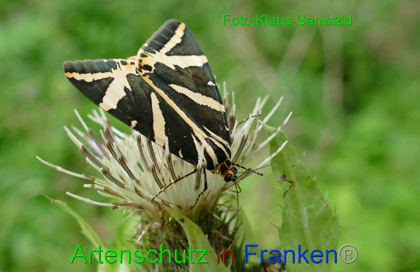 Copyright AiF - Klaus Sanwald Bild zum Eintrag (94850-160)