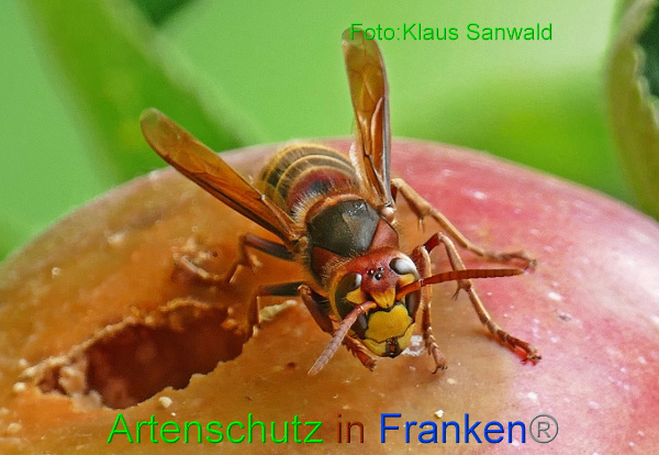 Copyright AiF - Klaus Sanwald Bild zum Eintrag (94852-160)
