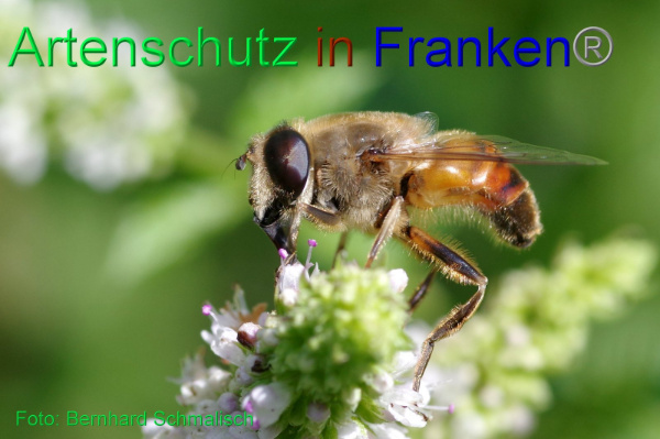 Copyright AiF / Bernhard Schmalisch Bild zum Eintrag (94865-160)