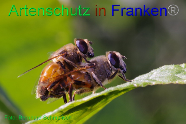 Copyright AiF / Bernhard Schmalisch Bild zum Eintrag (94866-160)