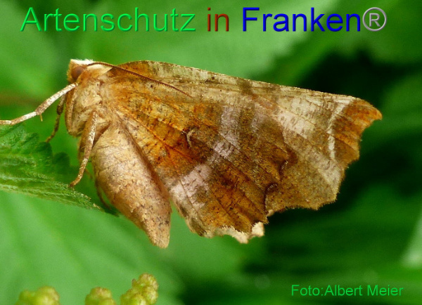 Copyright AiF - Albert Meier Bild zum Eintrag (94876-160)