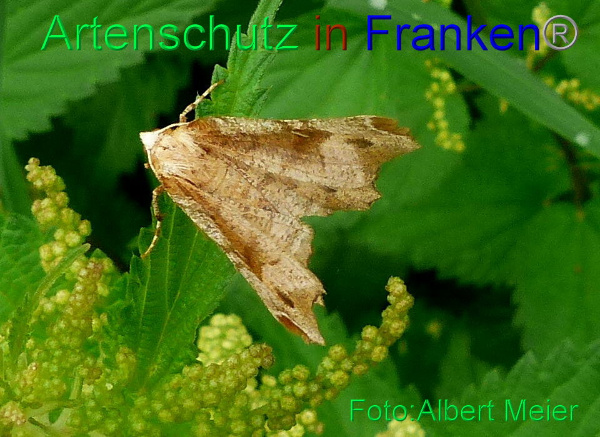 Copyright AiF - Albert Meier Bild zum Eintrag (94877-160)