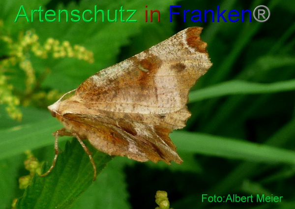 Copyright AiF - Albert Meier Bild zum Eintrag (94880-160)