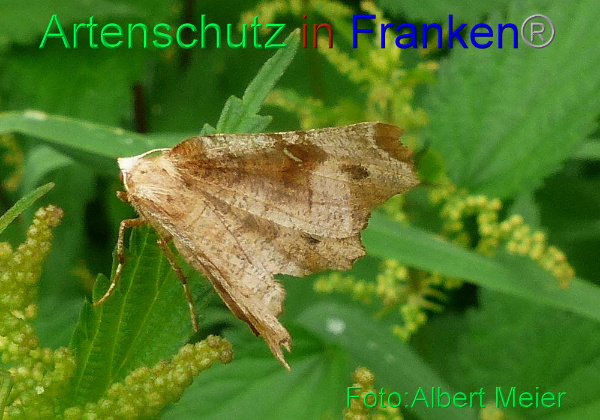 Copyright AiF - Albert Meier Bild zum Eintrag (94881-160)