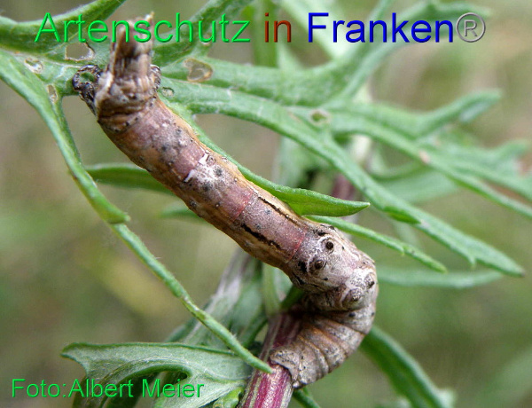 Copyright AiF - Albert Meier Bild zum Eintrag (94883-160)