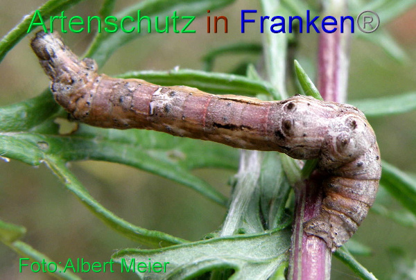 Copyright AiF - Albert Meier Bild zum Eintrag (94884-160)