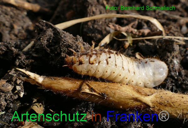 Copyright AiF / Bernhard Schmalisch Bild zum Eintrag (94892-160)