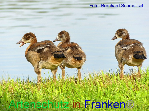 Copyright AiF / Bernhard Schmalisch Bild zum Eintrag (94895-160)