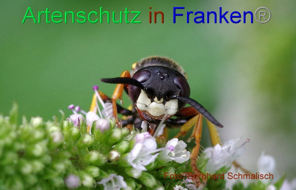 Copyright AiF / Bernhard Schmalisch Bild zum Eintrag (94922-160)
