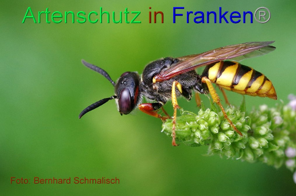 Copyright AiF / Bernhard Schmalisch Bild zum Eintrag (94924-160)