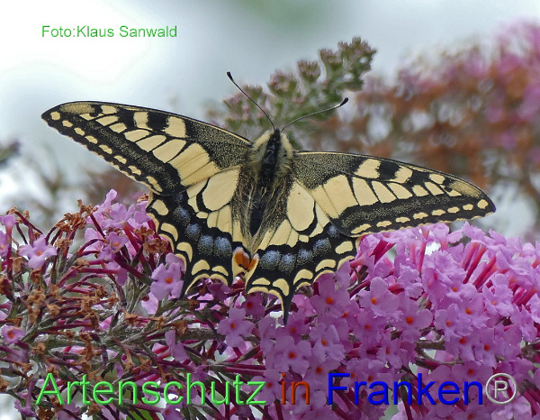 Copyright AiF - Klaus Sanwald Bild zum Eintrag (94928-160)