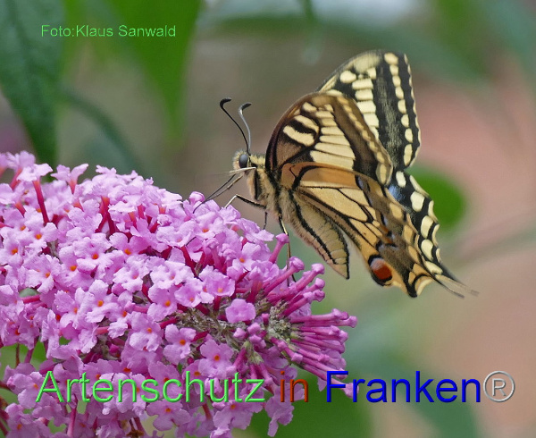 Copyright AiF - Klaus Sanwald Bild zum Eintrag (94929-160)