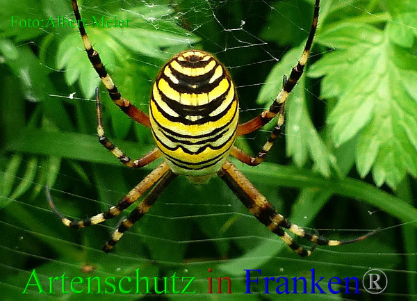 Copyright AiF - Albert Meier Bild zum Eintrag (94964-160)